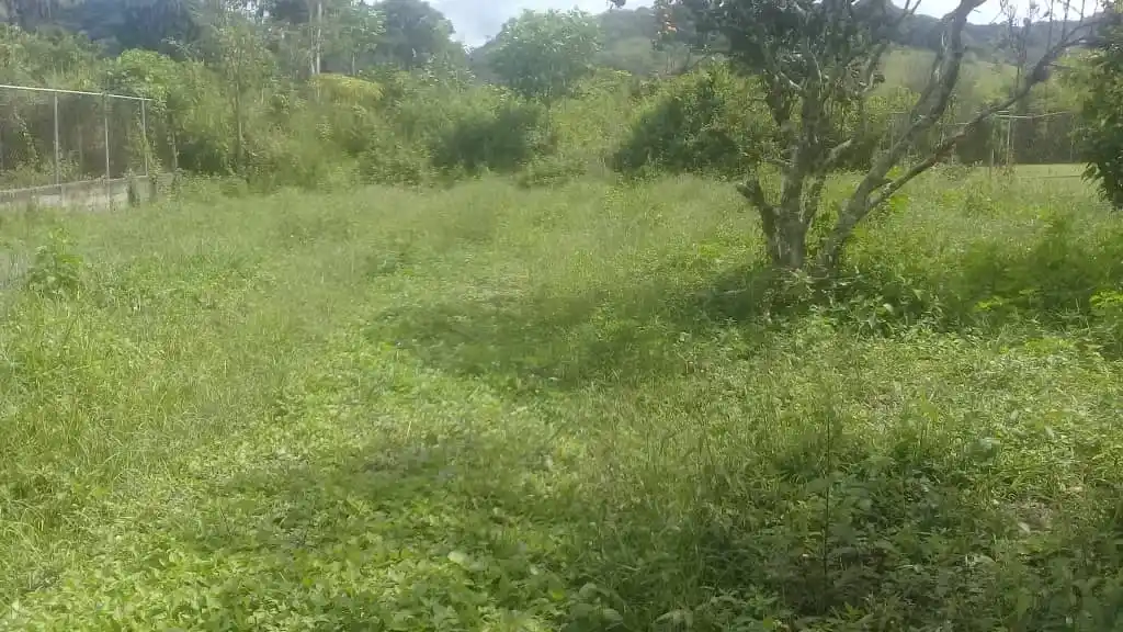 Cercado de alfajol